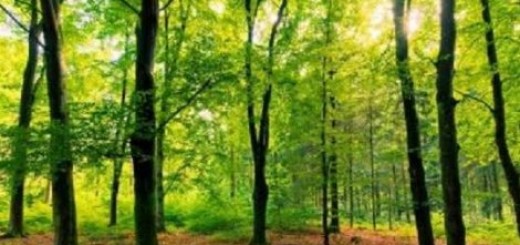 Pošumljavanje u Srbiji