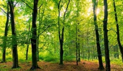 Pošumljavanje u Srbiji