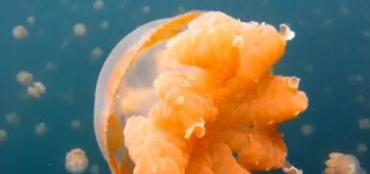 Devojka zaronila u ''Jezero meduza''