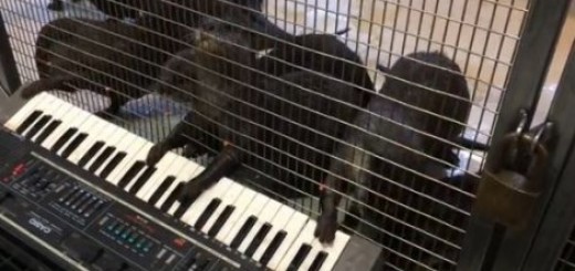 Vidre sviraju sintisajzer