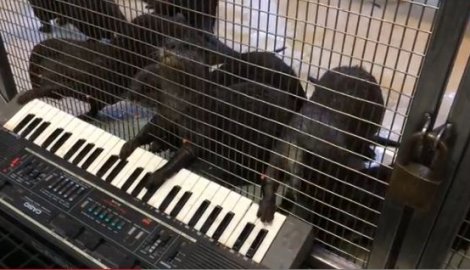 Vidre sviraju sintisajzer