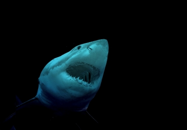 Otkrivena neman koja je pojela veliku belu ajkulu