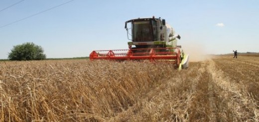Jevtić: Srbija verovatno neće morati da uvozi pšenicu