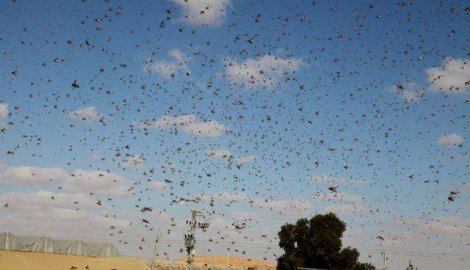 Nema štete na usevima od skakavaca u Kuršumliji
