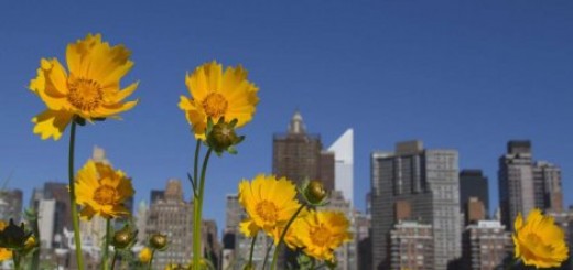 Svetski dan životne sredine