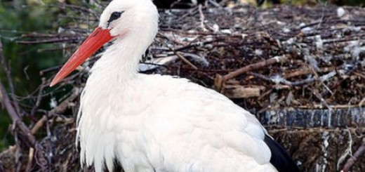 Ekolozi broje gnezda belih roda u Prokuplju