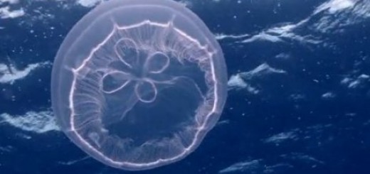 Sve više meduza u morima i okeanima