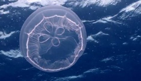 Sve više meduza u morima i okeanima