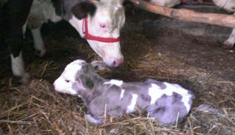 Ljubičasti Spale, atrakcija Čuruga