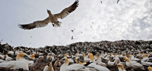 Ptice zauzela škotsko ostrvo