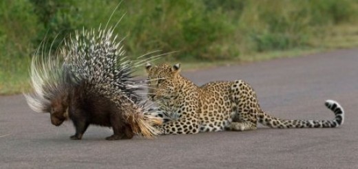 Leopard i bodljikavo prase