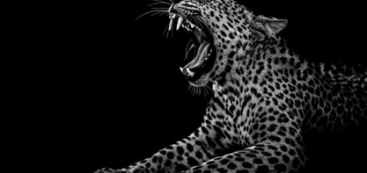 Ed je četiri godine fotografisao životinje FOTO: Profimedia.rs