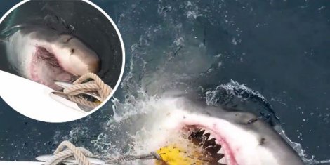 Napad ajkule izbliza! Video