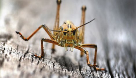 Najezda: Skakavci prekrili kuršumlijsko selo Belo Polje
