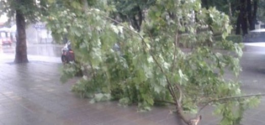 Požarevac: Olujni vetar nosio crep sa krovova i lomio drveće