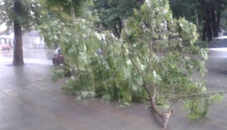 Požarevac: Olujni vetar nosio crep sa krovova i lomio drveće