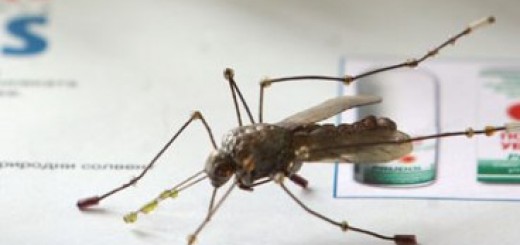 Foto: Tanjug, arhiva