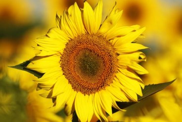 Foto: Tanjug, arhiva