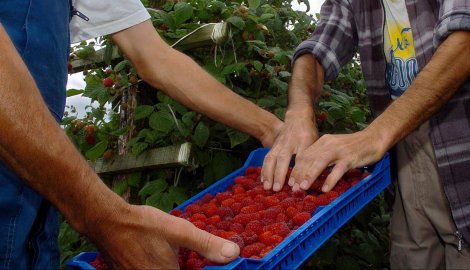 Malinari traže jedinstvenu cenu