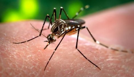 Virus prenose komarci