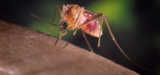 Pančevici na oprezu zbog komaraca