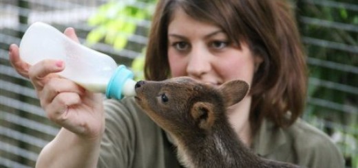 Ova životinjica je išetala iz Diznijeve bajke