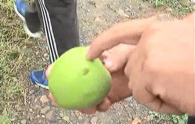 Grad je uništio voće u okolini Topole